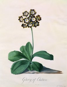 Glory of Chilton (gouache på vellum) af Georg Dionysius Ehret